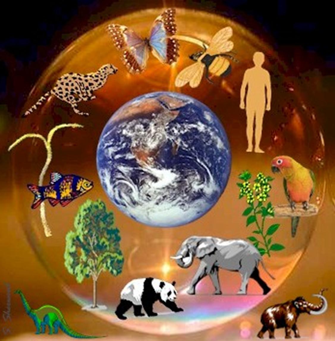 Биоразнообразие планеты